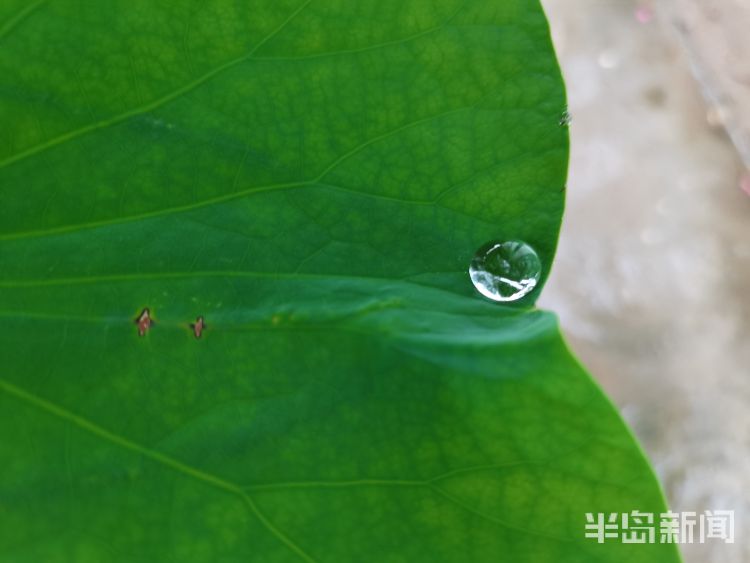 断线雨中青岛再添美丽风景 看断线的“珍珠”