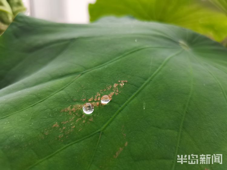 断线雨中青岛再添美丽风景 看断线的“珍珠”