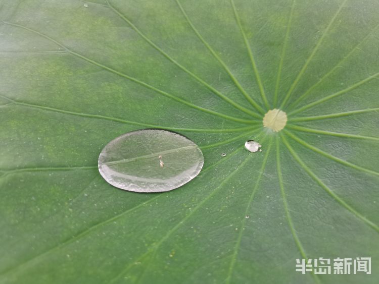 断线雨中青岛再添美丽风景 看断线的“珍珠”