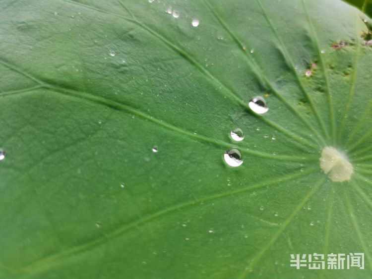 断线雨中青岛再添美丽风景 看断线的“珍珠”