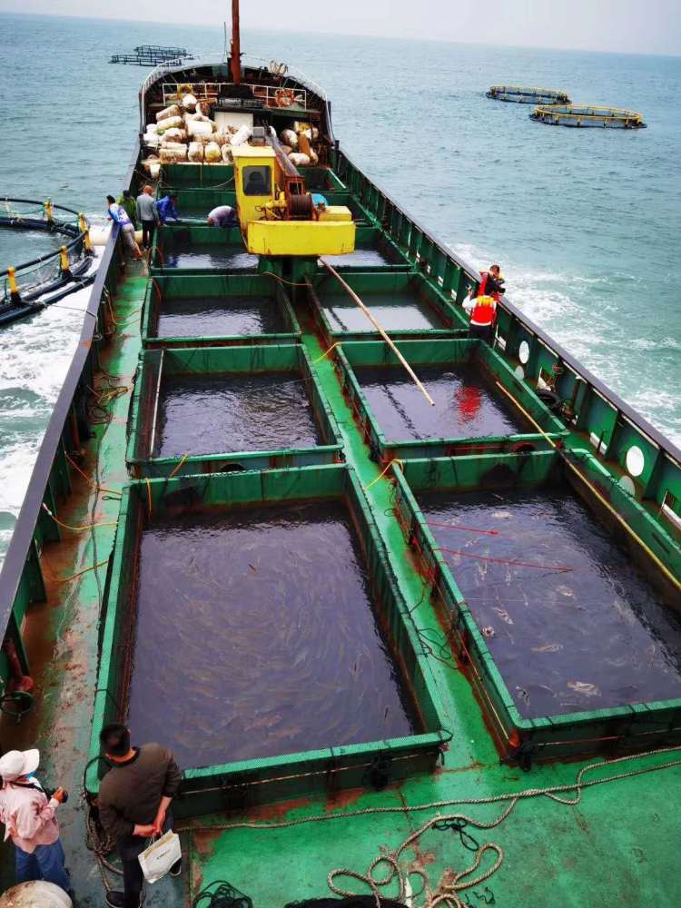 休渔期不休“鱼” 一条福建大黄鱼的千里青漂路