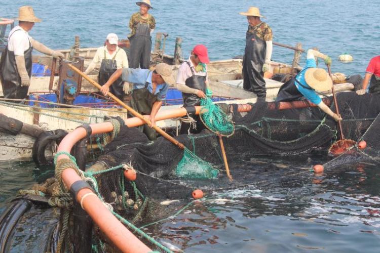 深读休渔期不休“鱼” 一条福建大黄鱼的千里青漂路