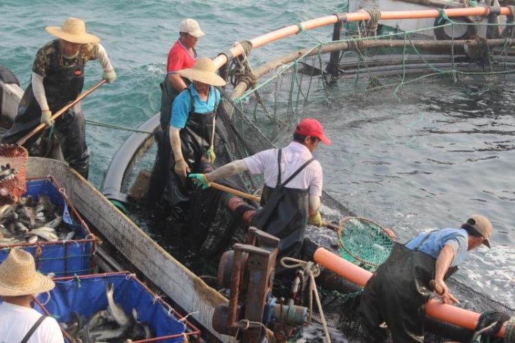 深读休渔期不休“鱼” 一条福建大黄鱼的千里青漂路