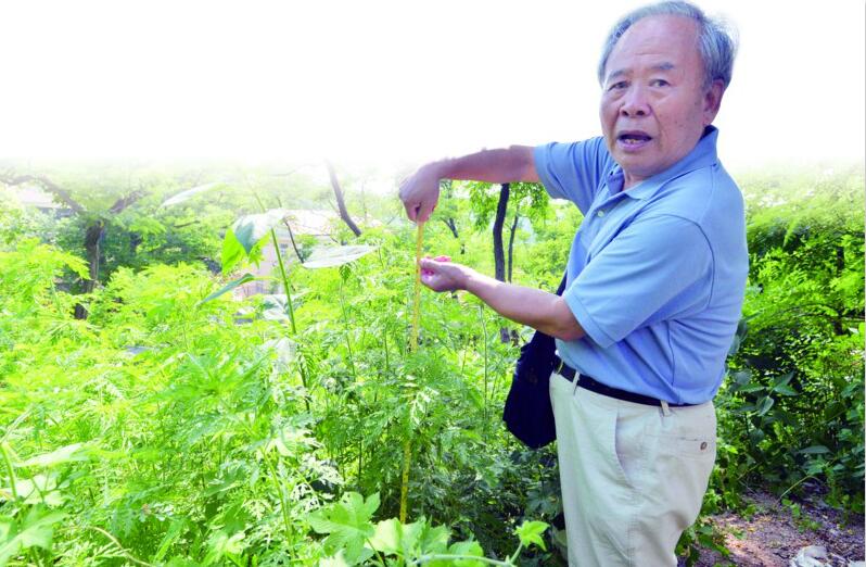 豚草有毒素易致敏 端午插艾驱虫别选成“毒草”