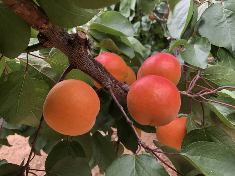 城阳民俗、采摘、烟火秀……端午假期城阳开启夜间消夏模式