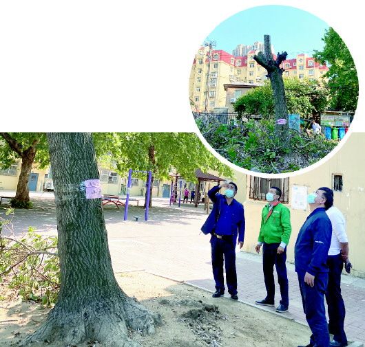 市北区青岛市北区敦化路街道：危树牵民心 联手除隐患