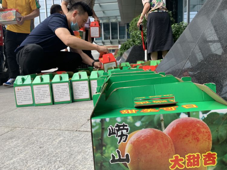 蜜杏近半岛牵线 青岛市农业农村局团购蜜杏近千斤助果农渡难关