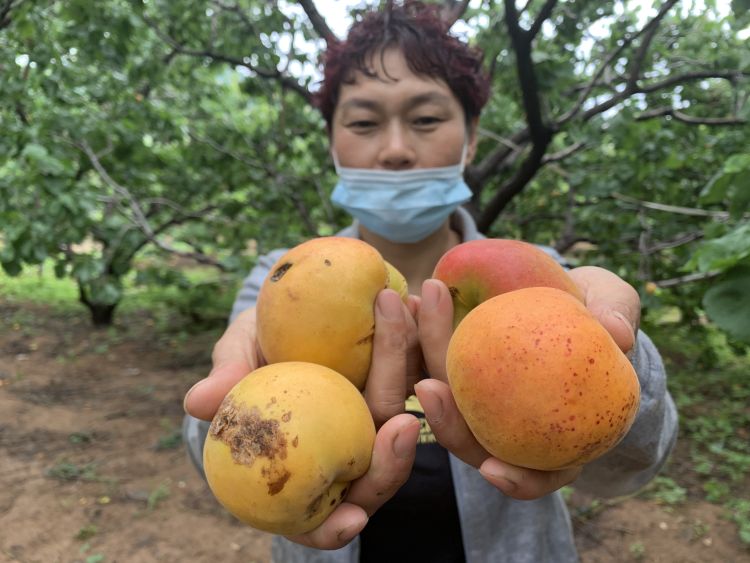 蜜杏近半岛牵线 青岛市农业农村局团购蜜杏近千斤助果农渡难关