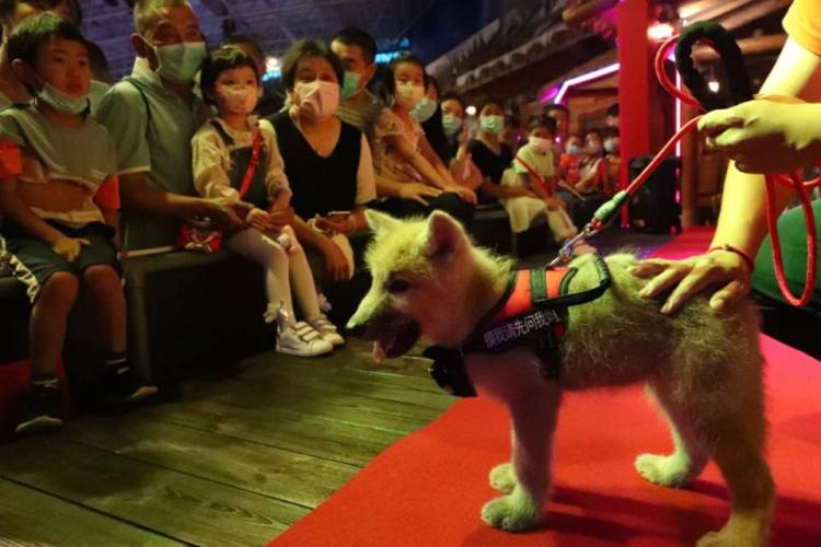 端午青岛首只人工繁育北极狼宝宝首亮相 和游客共度端午节