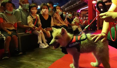 青岛首只人工繁育北极狼宝宝首亮相 和游客共度端午节