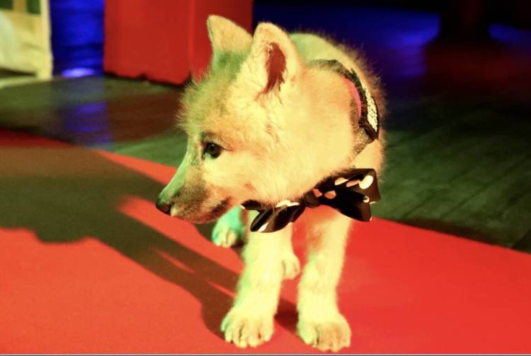 端午青岛首只人工繁育北极狼宝宝首亮相 和游客共度端午节