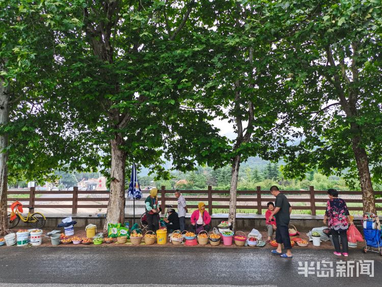 北宅崂山区北宅街道：农户路边售卖农产品 红杏唱主角