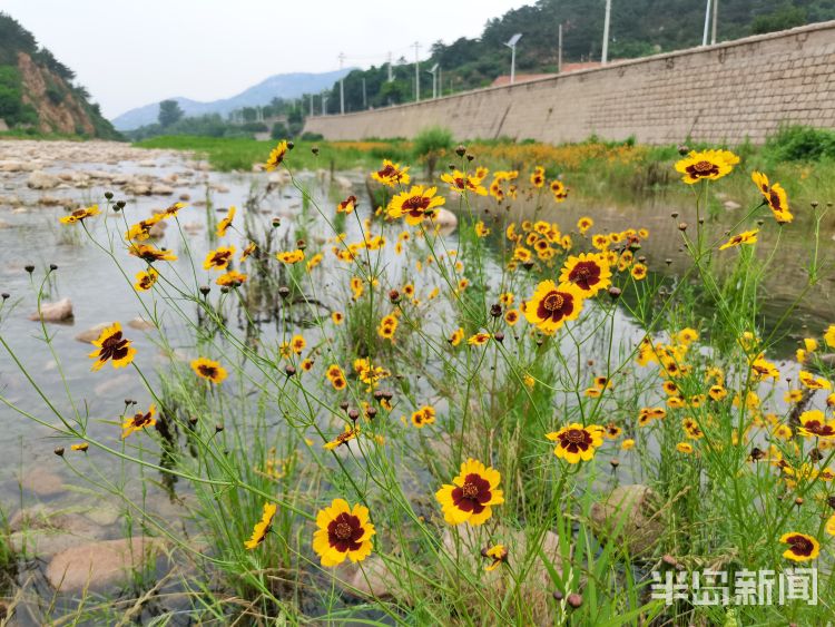 新雨后降雨过后崂山水库河道水流潺潺 水草野花茂盛