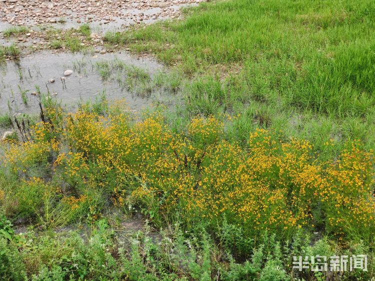 新雨后降雨过后崂山水库河道水流潺潺 水草野花茂盛