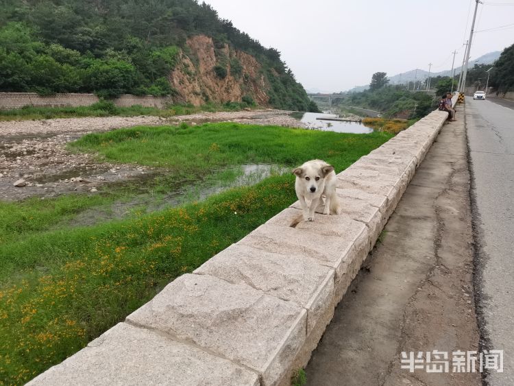 新雨后降雨过后崂山水库河道水流潺潺 水草野花茂盛