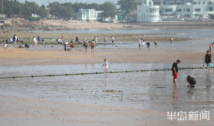 赶海青岛第一海水浴场沙滩上大退潮 市民洗海澡感受清凉