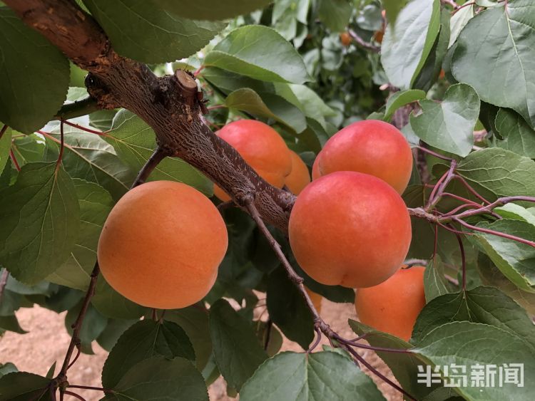 打卡端午假期83.91万人次打卡青岛 旅游收入6.54亿元 乡村游、民俗游备受青睐