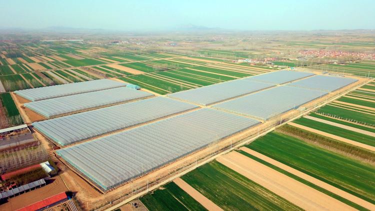 振兴西海岸新区：产业振兴激活乡村振兴新动能