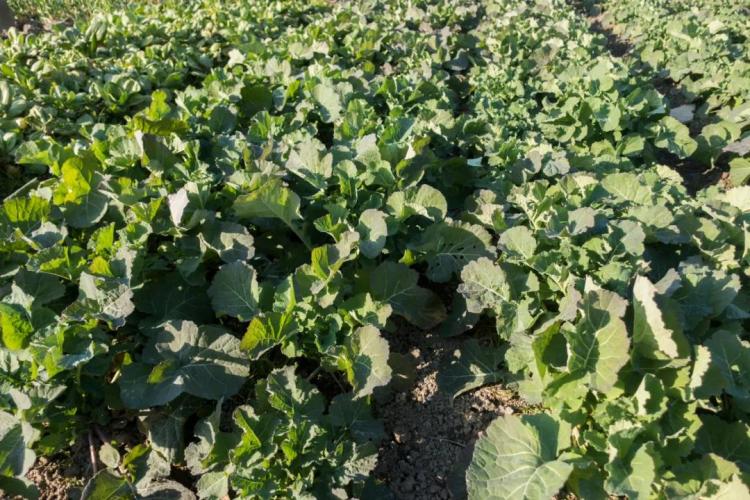 防晒食用“光敏性食物”注意防晒 小心日光性皮炎来袭