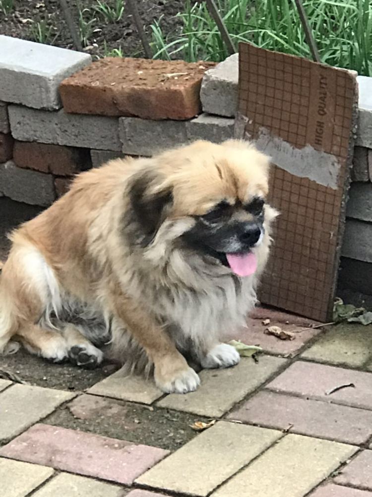 何时休又一起！青岛一流浪狗“翻脸”咬伤67岁老人 城市狗患何时休