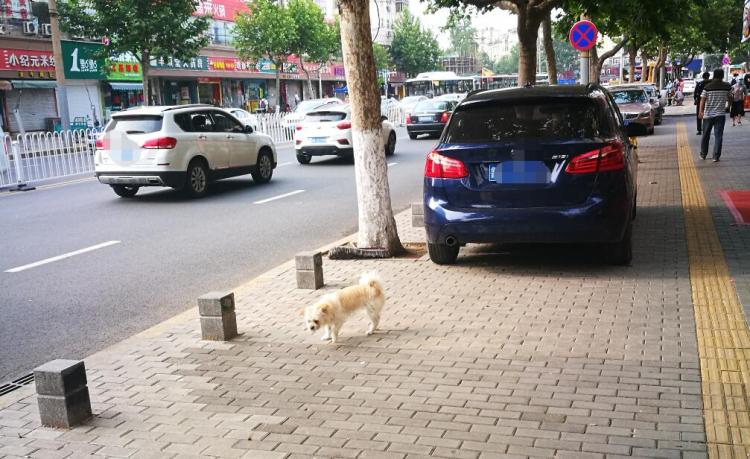 何时休又一起！青岛一流浪狗“翻脸”咬伤67岁老人 城市狗患何时休