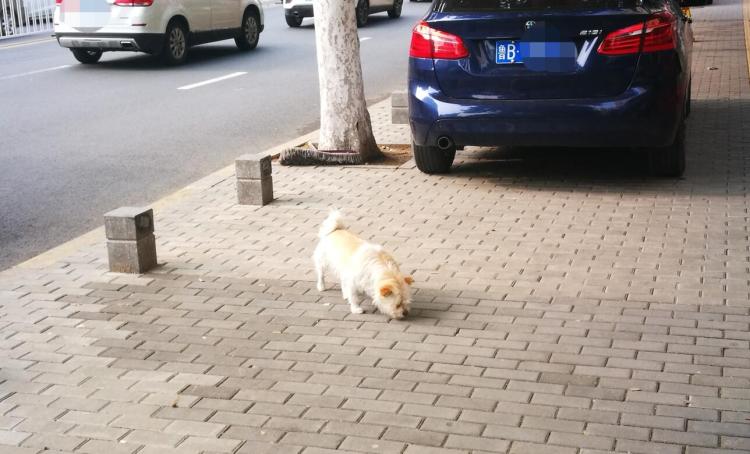 何时休又一起！青岛一流浪狗“翻脸”咬伤67岁老人 城市狗患何时休