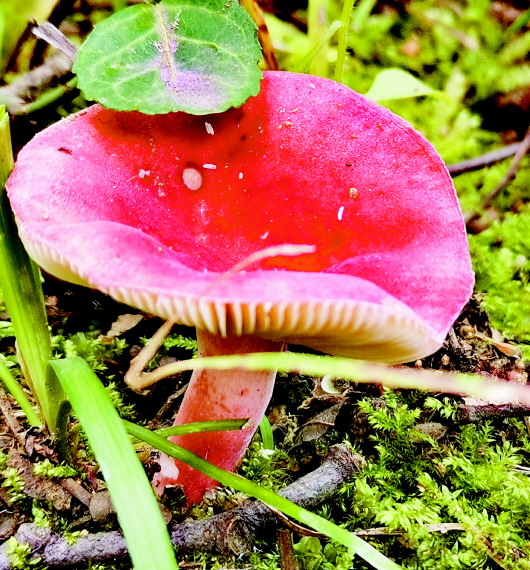 美味背后的危险：路边的蘑菇你不要采 青岛已有市民因采食野生蘑菇而中毒