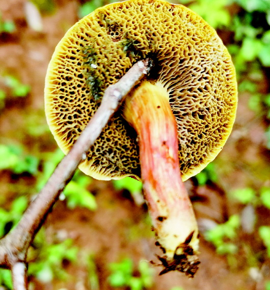 美味背后的危险：路边的蘑菇你不要采 青岛已有市民因采食野生蘑菇而中毒