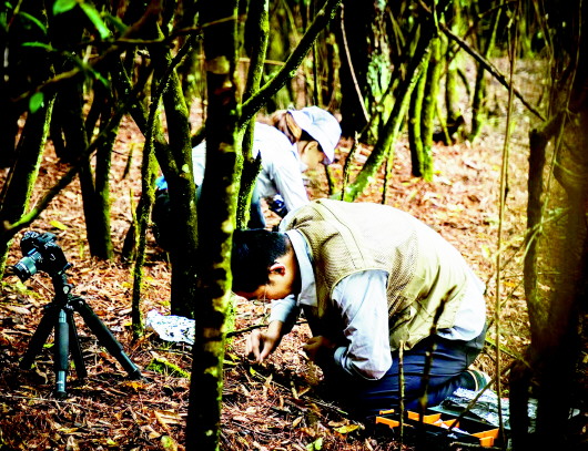 美味背后的危险：路边的蘑菇你不要采 青岛已有市民因采食野生蘑菇而中毒