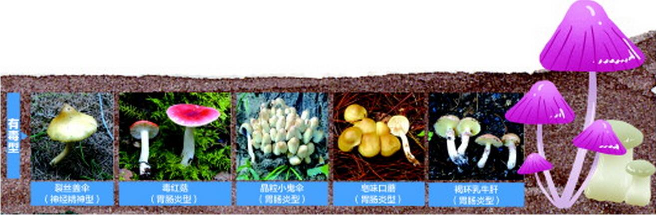 美味背后的危险：路边的蘑菇你不要采 青岛已有市民因采食野生蘑菇而中毒