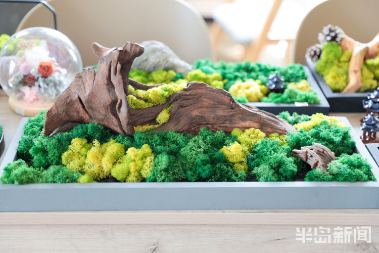 玩出小苔藓在设计师手里变成独特盆景 展现特别意境