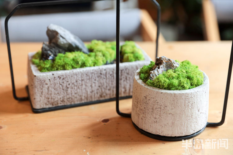 玩出小苔藓在设计师手里变成独特盆景 展现特别意境