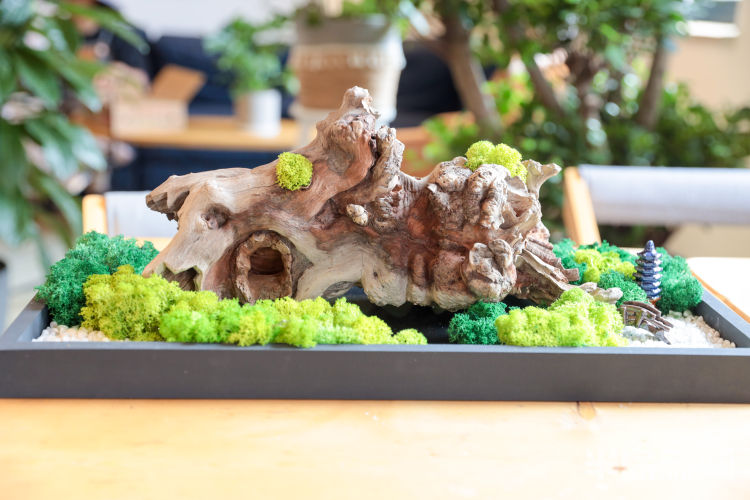 玩出小苔藓在设计师手里变成独特盆景 展现特别意境