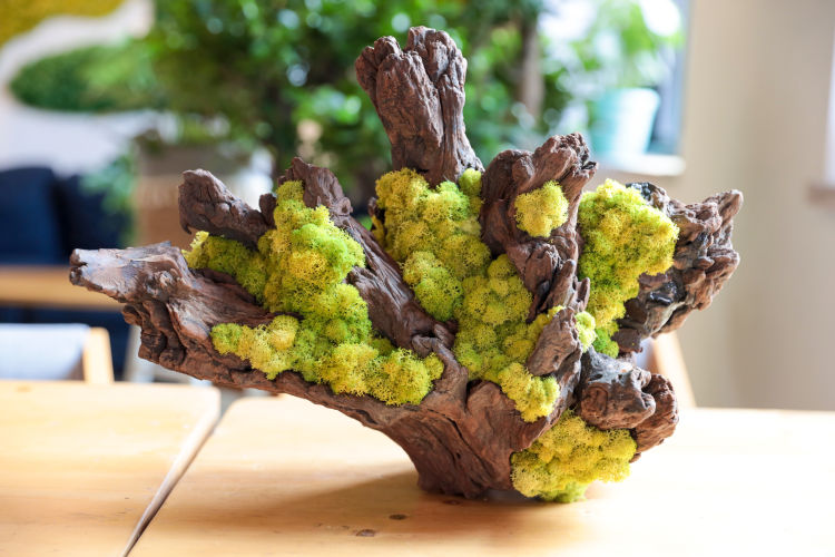 玩出小苔藓在设计师手里变成独特盆景 展现特别意境