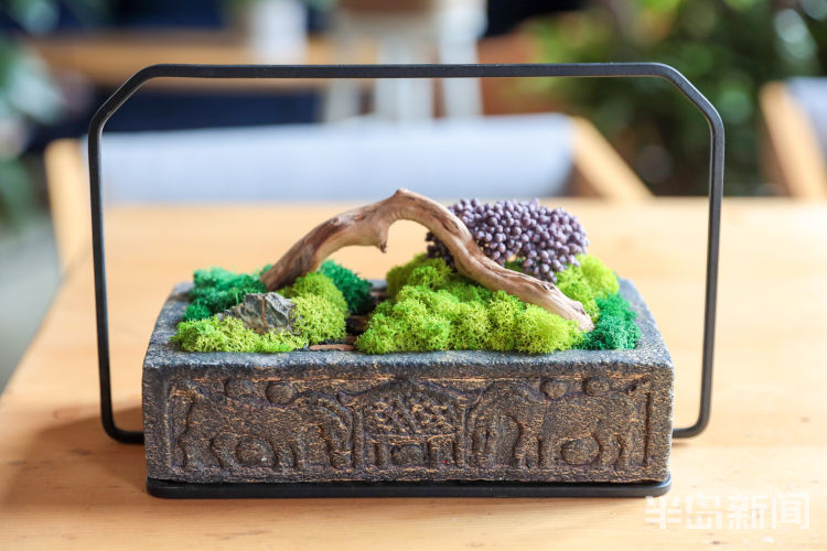 玩出小苔藓在设计师手里变成独特盆景 展现特别意境