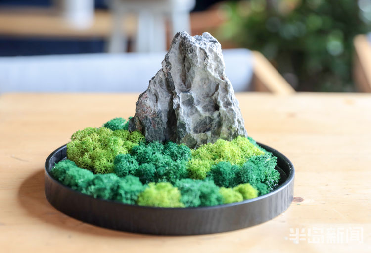玩出小苔藓在设计师手里变成独特盆景 展现特别意境