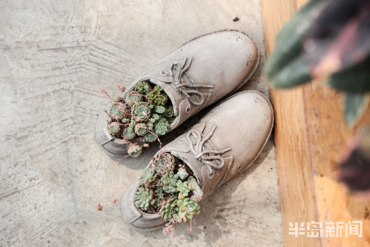 玩出小苔藓在设计师手里变成独特盆景 展现特别意境