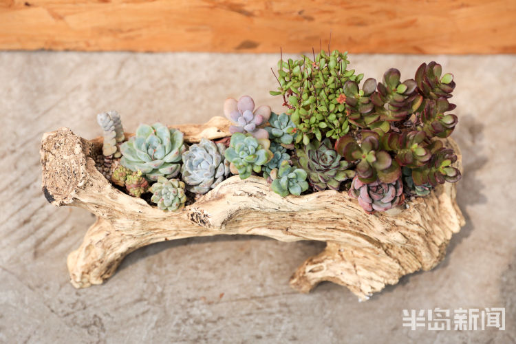 玩出小苔藓在设计师手里变成独特盆景 展现特别意境