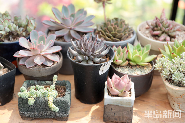 玩出小苔藓在设计师手里变成独特盆景 展现特别意境