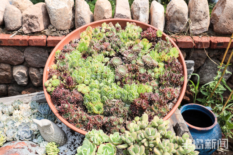 玩出小苔藓在设计师手里变成独特盆景 展现特别意境