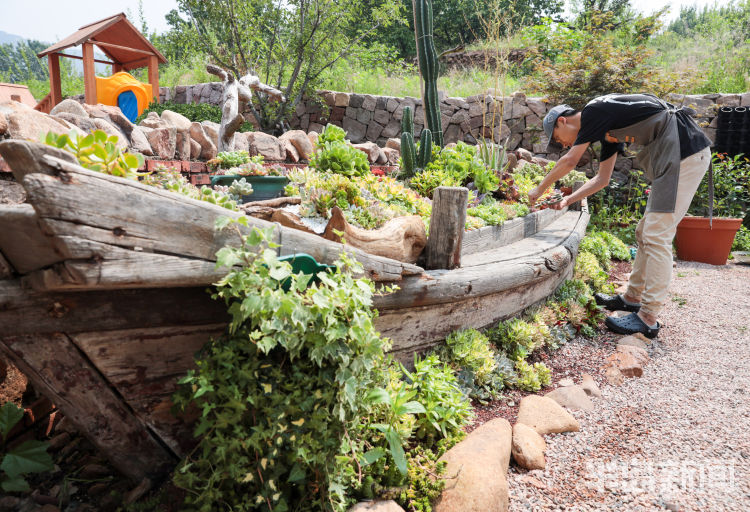 玩出小苔藓在设计师手里变成独特盆景 展现特别意境