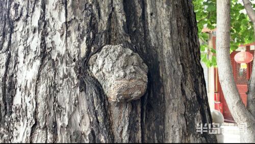 古树名探访青岛古树名木保护：500多年老树体检做“B超” 古树“治病”用上无人机