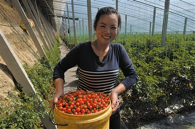 平度崔家集扶贫农创示范体扩大种植规模 大棚每年纯收入超20万