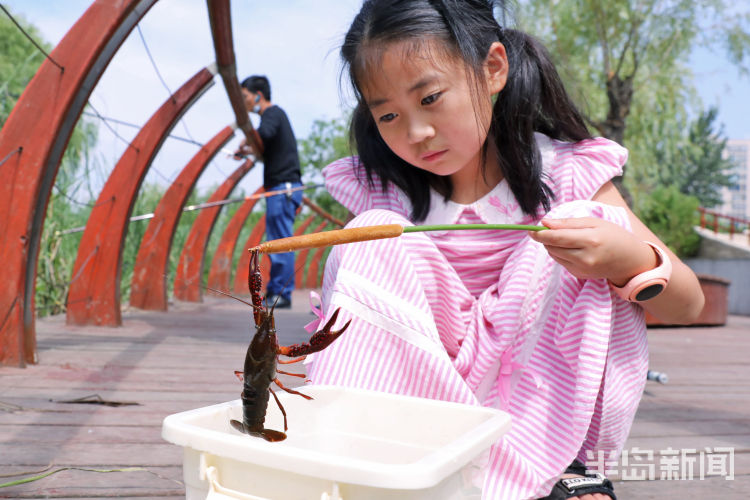 李村青岛李村河畔钓龙虾 不少钓鱼爱好者慕名而来