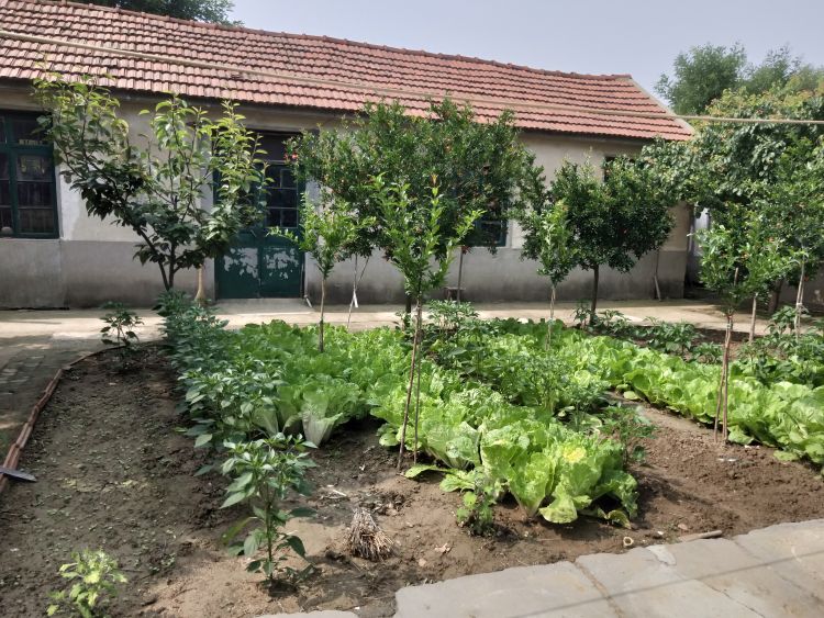 脱贫脱贫路上美丽同行 平度开展“环境脱贫+美丽庭院创建”行动