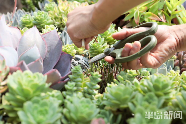 绿植崂山区北宅凉泉社区“理想村”溪隐创意植物美学馆：创意绿植 自然美学