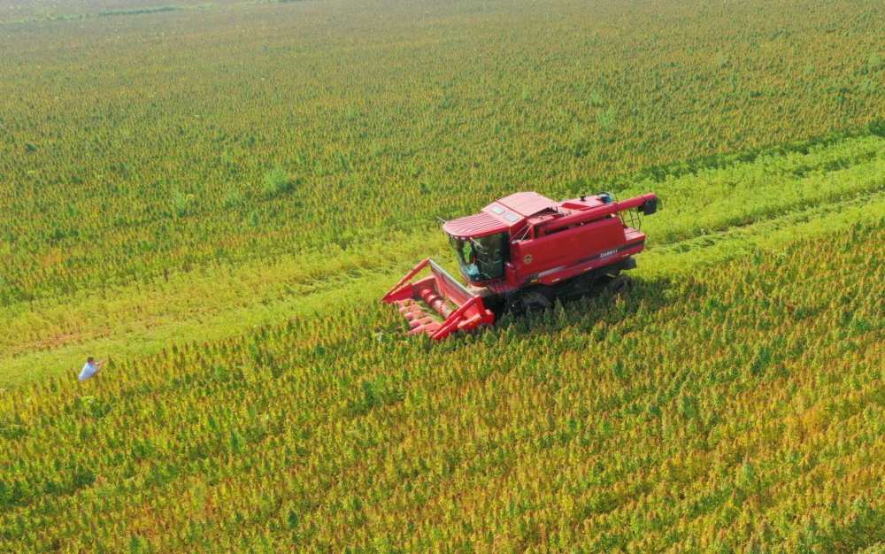 “超级谷物”藜麦在山东齐河大面积种植成功