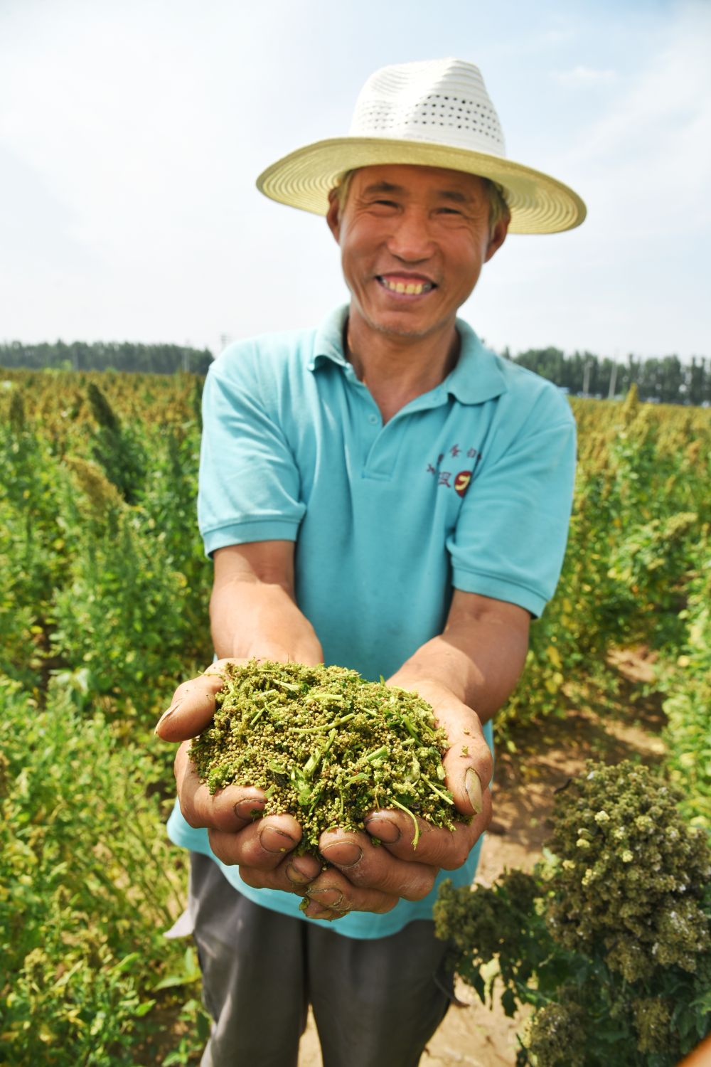 “超级谷物”藜麦在山东齐河大面积种植成功