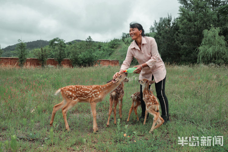 150西海岸新区大村镇倾情付出 “鹿妈妈”十年带大150头鹿