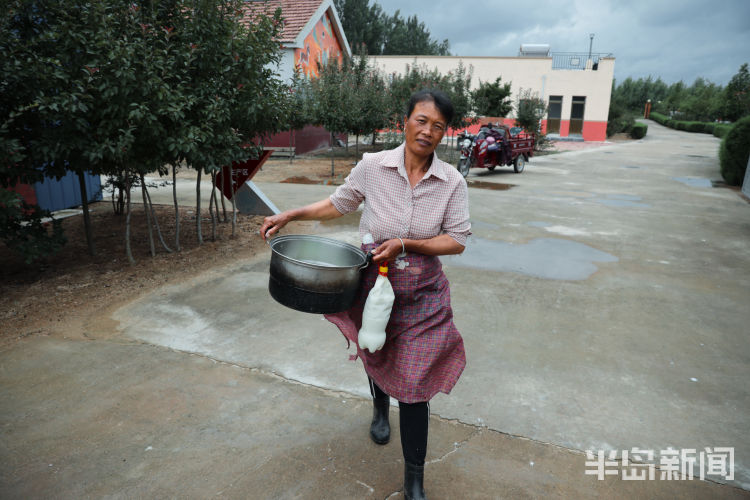 150西海岸新区大村镇倾情付出 “鹿妈妈”十年带大150头鹿